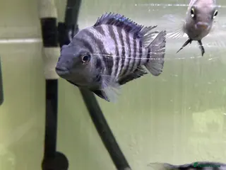 Cichlids fish 4 convict cichlids - Advert 1