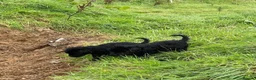 Russian Black Terrier dogs for sale: Black Russian Terrier 🐾 - Advert 5