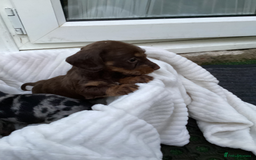 Dachshund dogs for sale: Dachshund puppies - Image 14