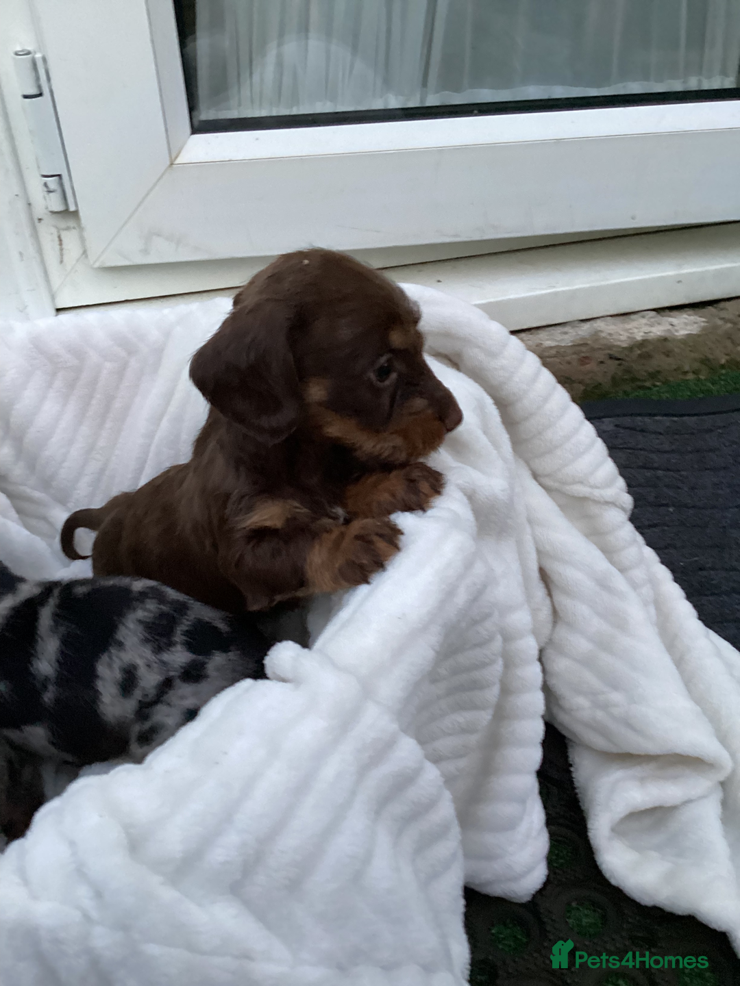 Dachshund dogs for sale: Dachshund puppies - Image 14