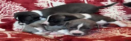 Mixed Breed dogs for sale: 3/4 Italian Greyhound puppies in Horsham - Advert 3