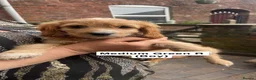 Cavapoo dogs for sale: Cavapoo Puppies for Sale! in Stoke-on-Trent - Advert 11