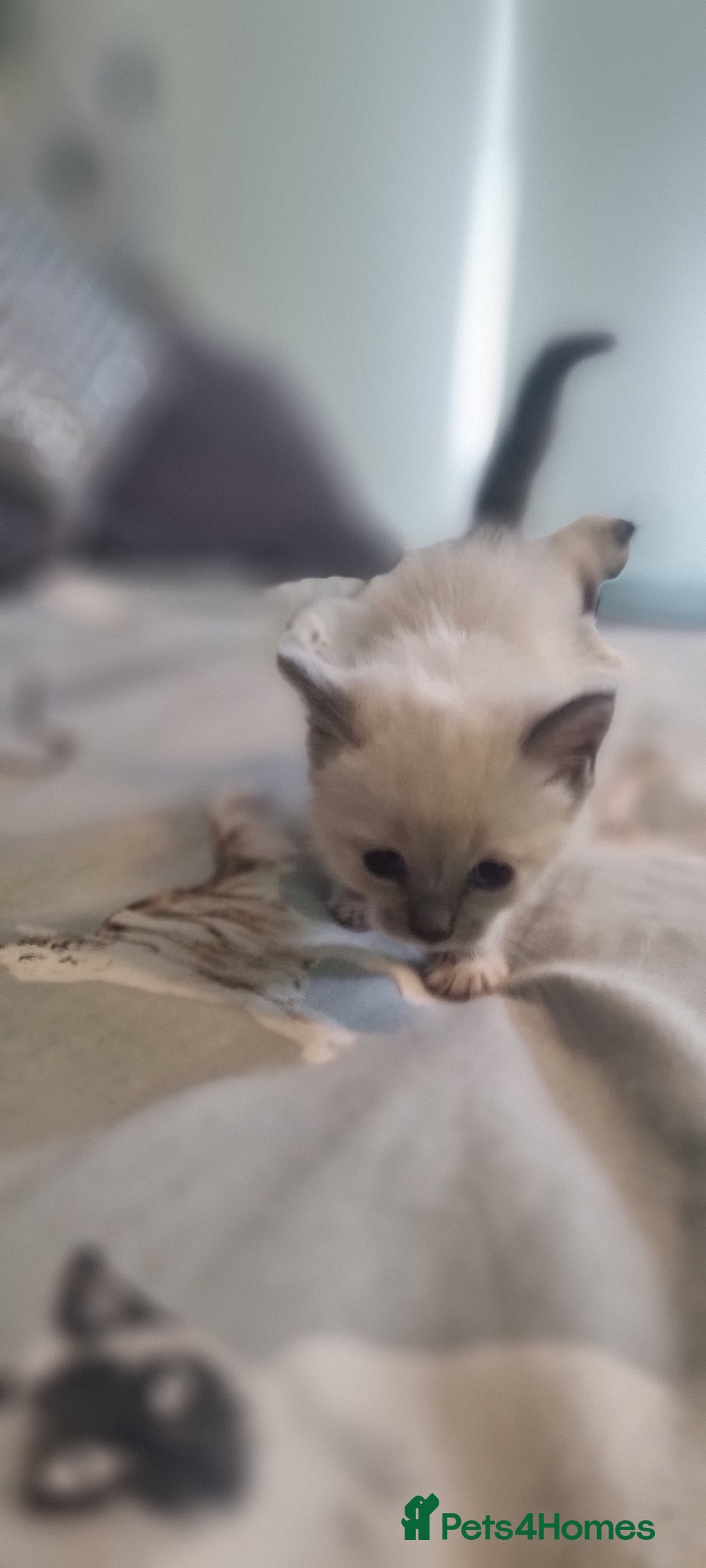 Ragdoll cats for sale: Ragdoll kittens - Image 4