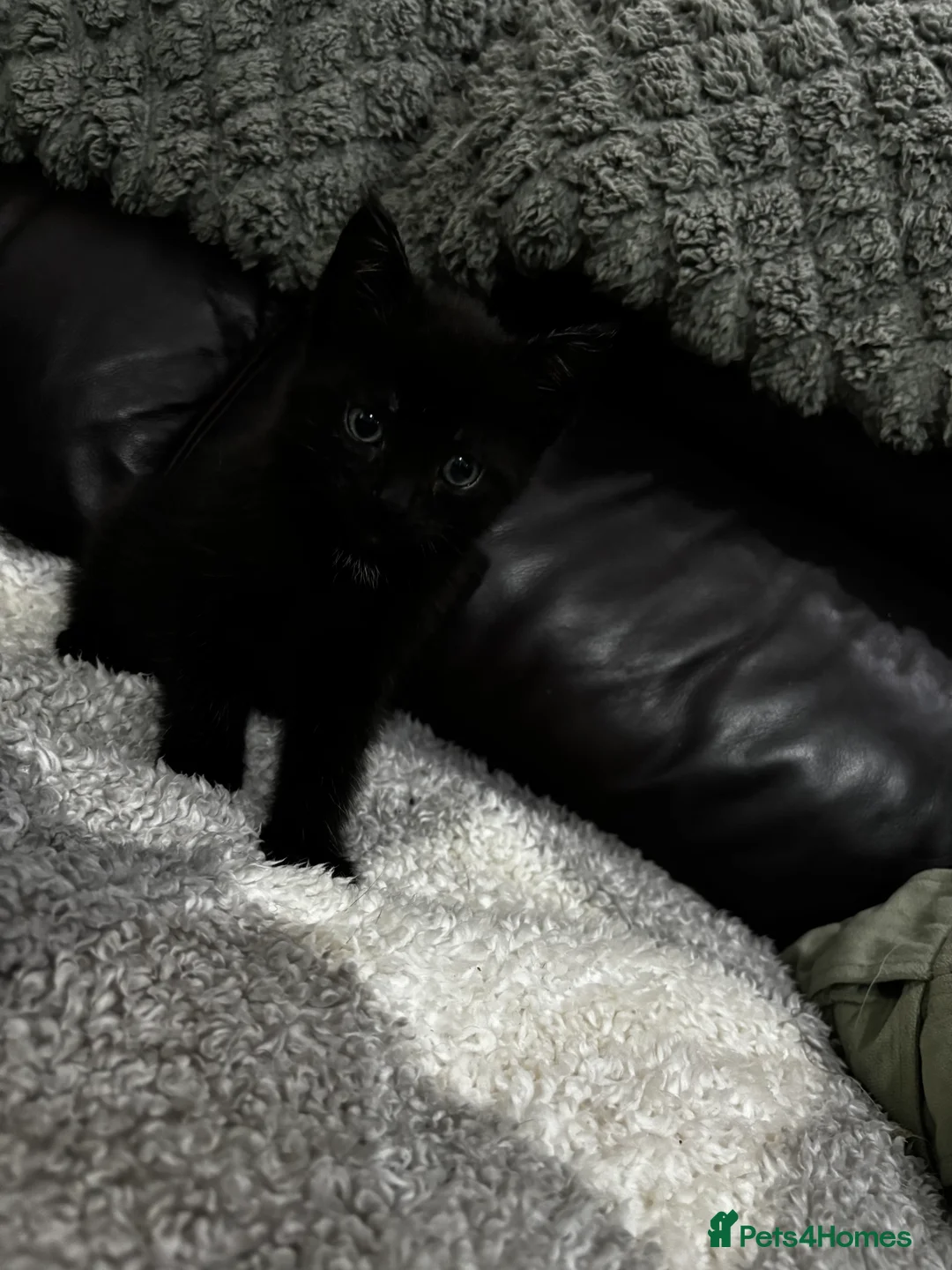 Mixed Breed cats for sale: 5 gorgeous kittens for sale  - Advert 2