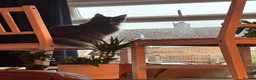 Mixed Breed cats for sale: Half Main Coon Kittens  - Advert 1