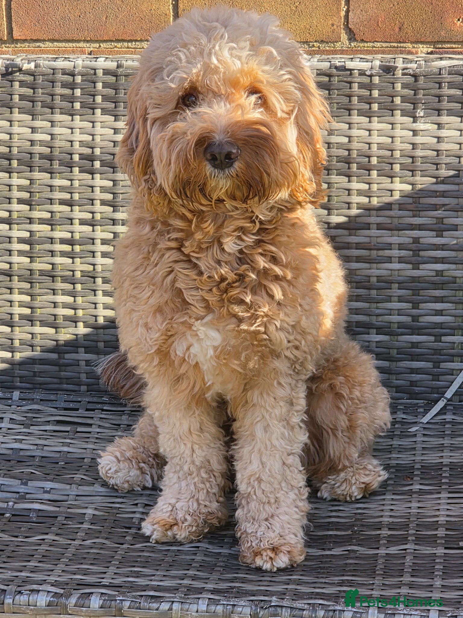 Cockapoo dogs Max the cockapoo - Advert 1