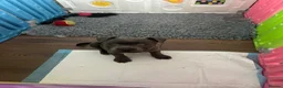 Staffordshire Bull Terrier dogs for sale: Gorgeous Blue Staffys **READY TO LEAVE** - Advert 7