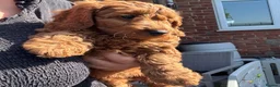 Cockapoo dogs for sale: READY NOW STUNNING CURLY CHOCOLATE MALE - Advert 21