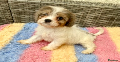 Cavapoo dogs - Advert 7