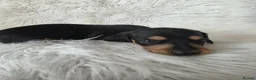 Miniature Dachshund dogs for sale: KC reg, solid Black puppies  - Advert 4