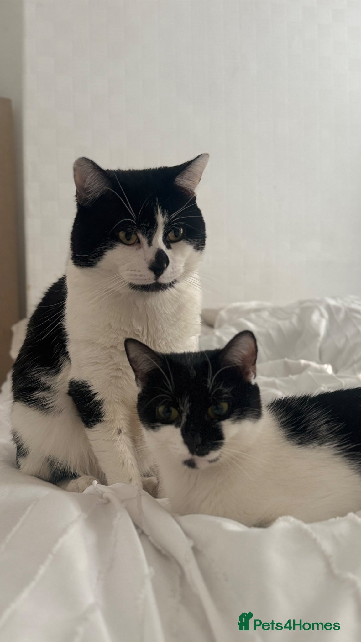 British Shorthair cats 3 Gorgeous Toilet Trained Girls - Advert 2