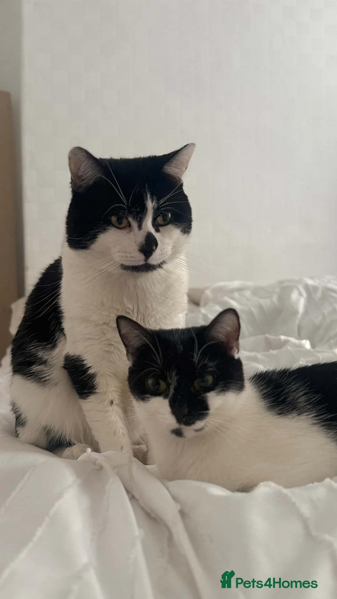 British Shorthair cats for sale: 3 Gorgeous Toilet Trained Girls in Birkenhead - Advert 1