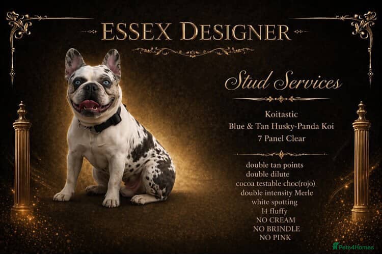 French Bulldog dogs 7 panel health clear🩺 KOITASTIC🎏 - Advert 5