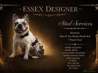 French Bulldog dogs 7 panel health clear🩺 KOITASTIC🎏 - Advert 5