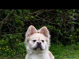French Bulldog dogs in Dagenham - Advert 34