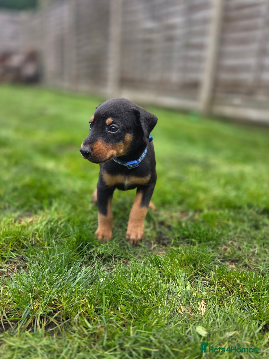 Mixed Breed dogs for sale: Dobermann cross puppies  - Image 12