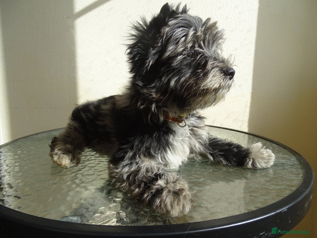 Yorkshire Terrier dogs for sale: Rare Colourful Pedigree Yorkies Certified Breeder - Image 27