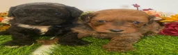Cavapoo dogs for sale: F1 toy cavapoo puppies  - Advert 12