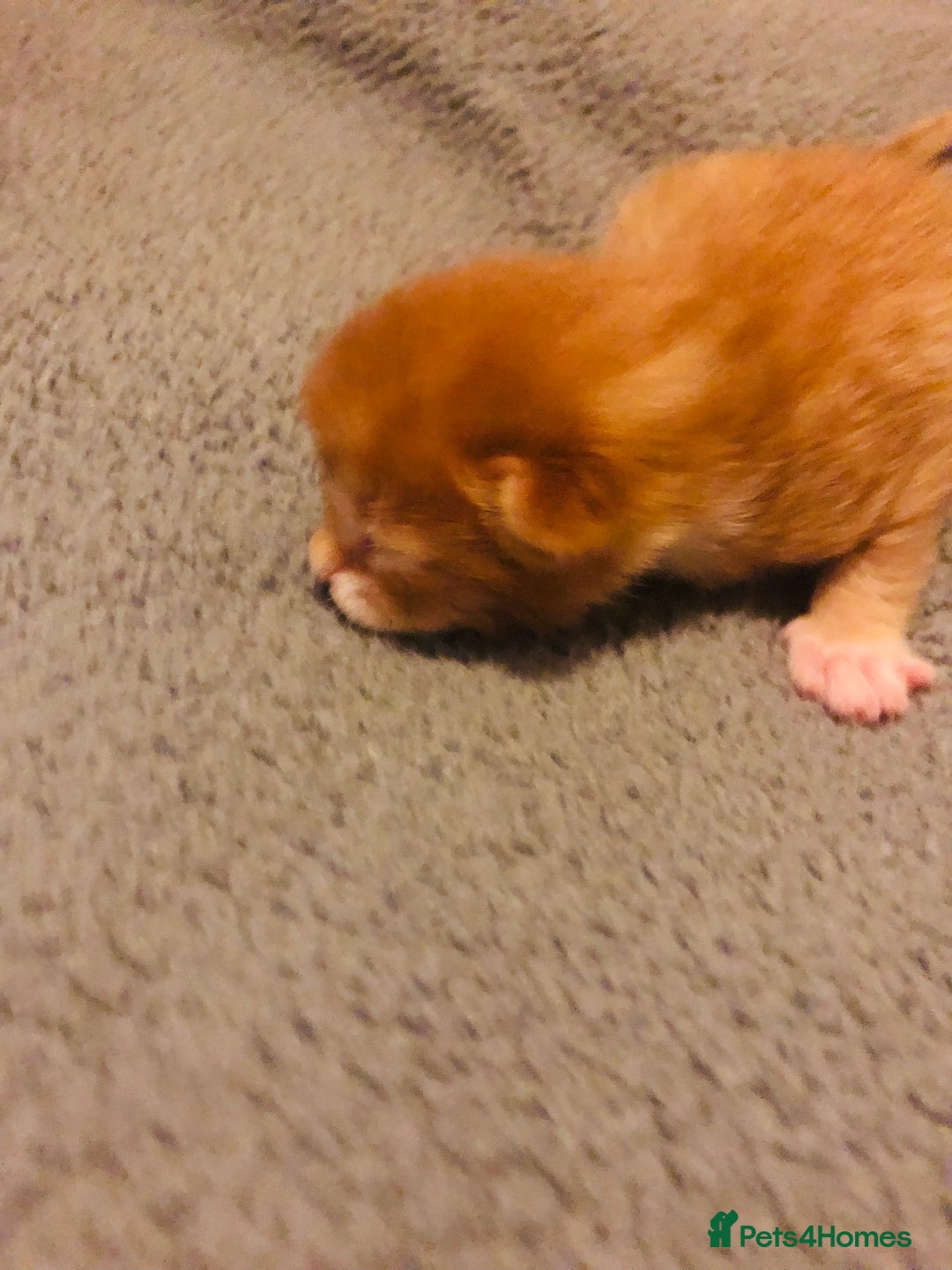 Mixed Breed cats for sale: Three lovely kitten ready in march  - Advert 5