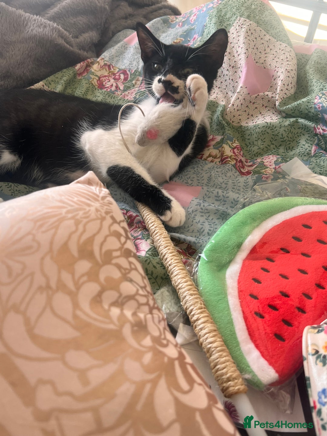 British Shorthair cats for sale: Adorable Male Black and White Kitten - Image 9