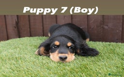 Cocker Spaniel dogs for sale: Exceptional litter of show type cocker spaniels - Image 8