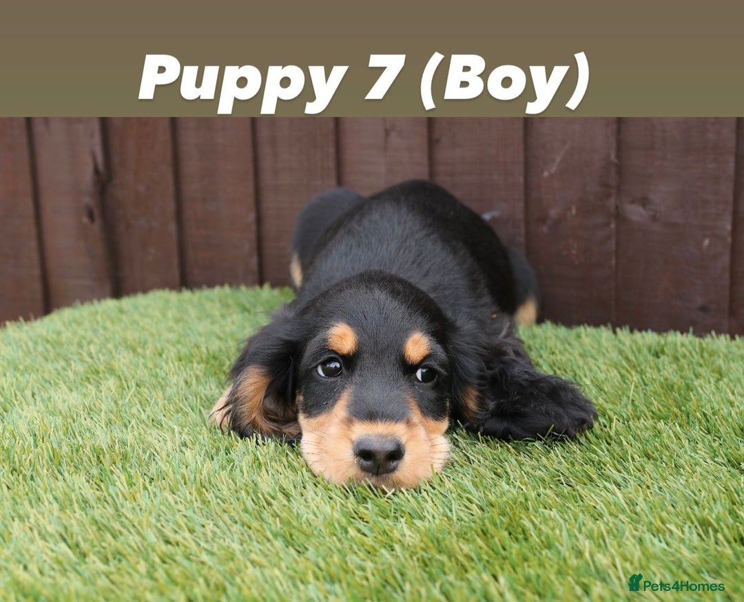 Cocker Spaniel dogs for sale: Exceptional litter of show type cocker spaniels - Image 8