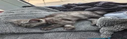 British Shorthair cats for sale: British shorthair cross kittens. Silver striped - Advert 2