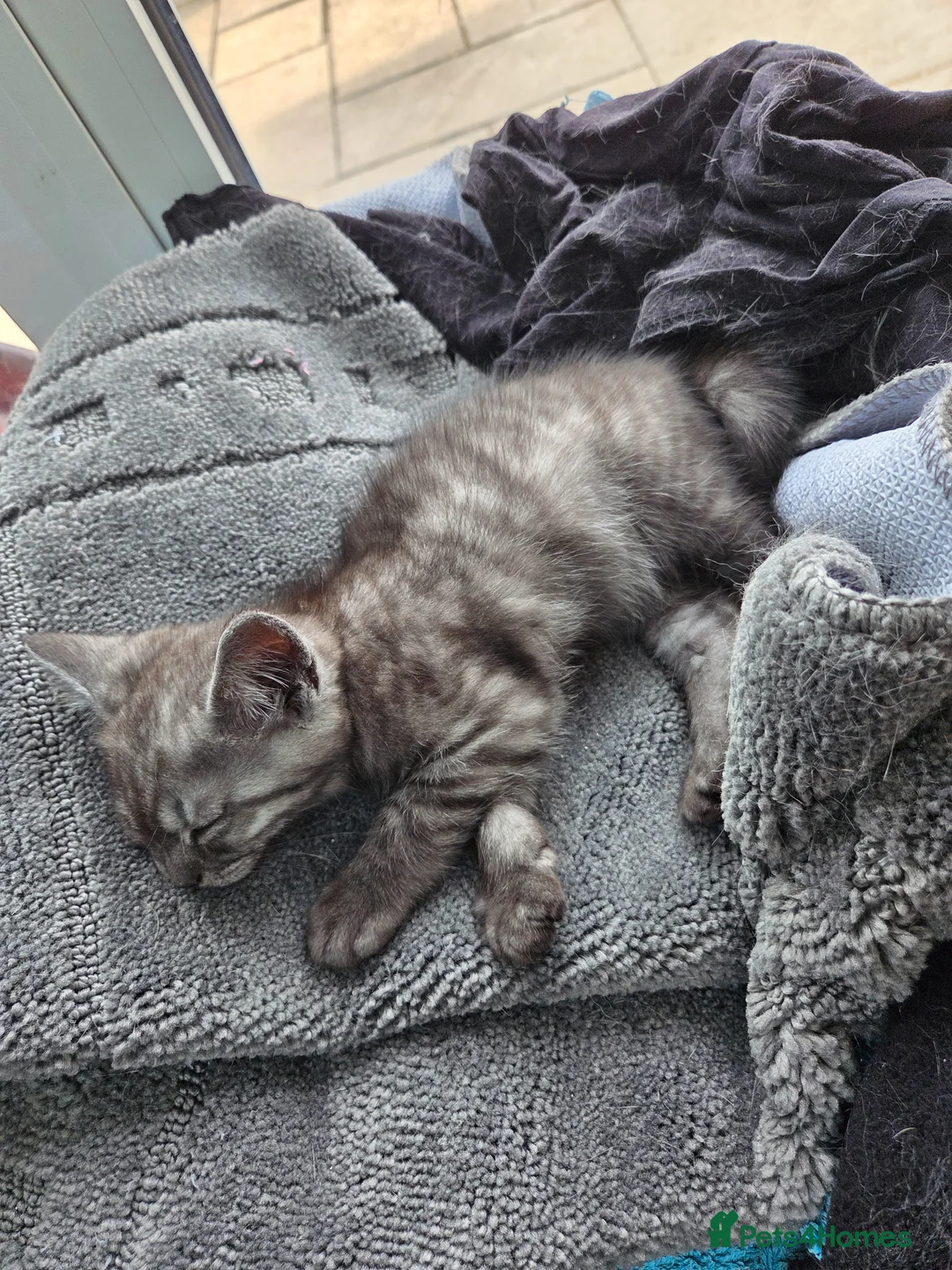 British Shorthair cats for sale: British shorthair cross kittens. Silver striped - Advert 2