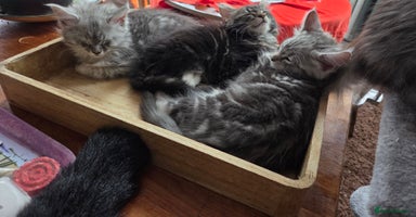 Maine Coon cats - Advert 1