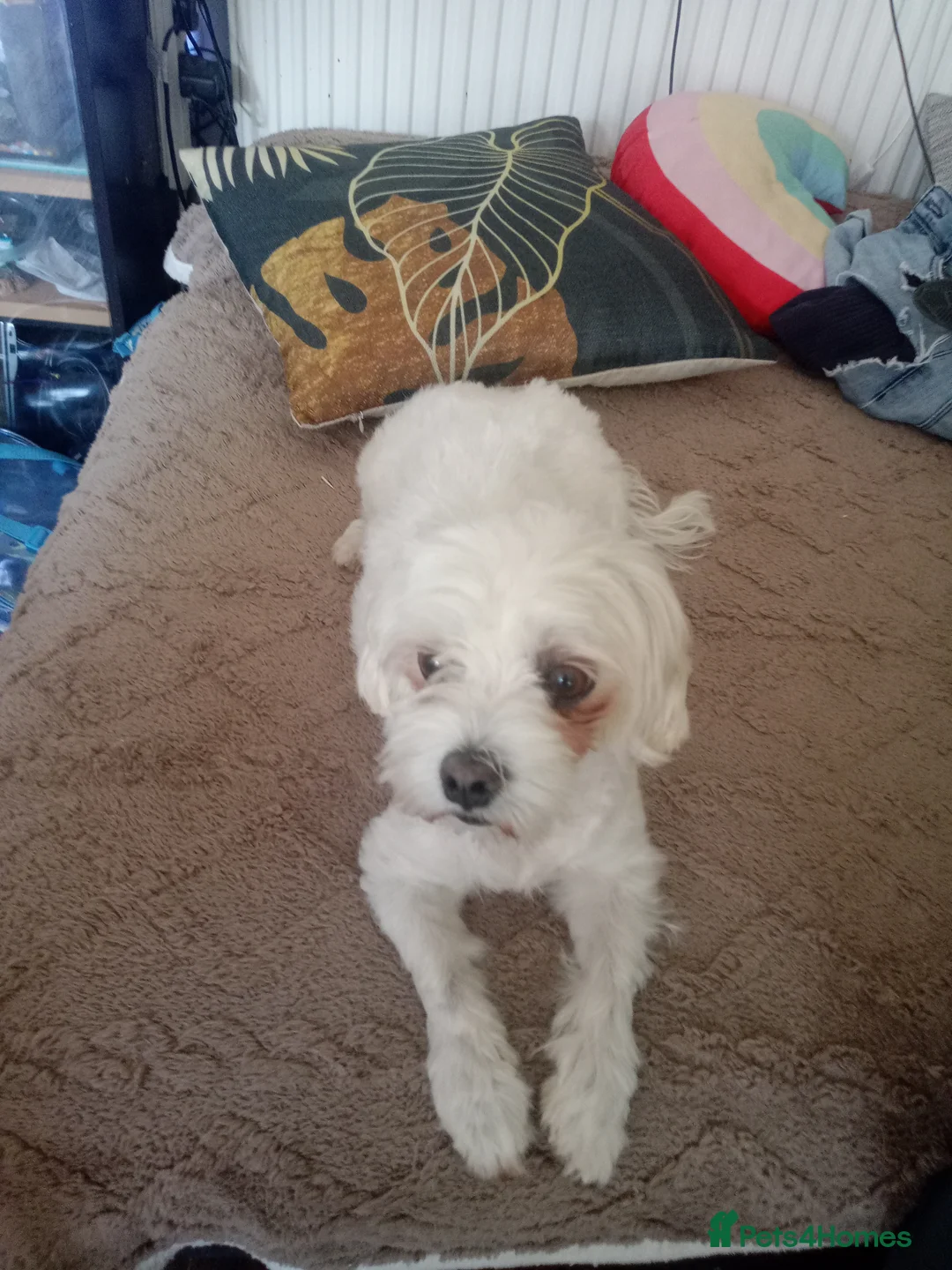Maltese dogs for sale: Maltese Puppies Looking for Loving Forever Homes!  in Plymouth - Advert 2