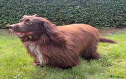 Sprocker dogs for stud: Dexter Sprocker - Image 5