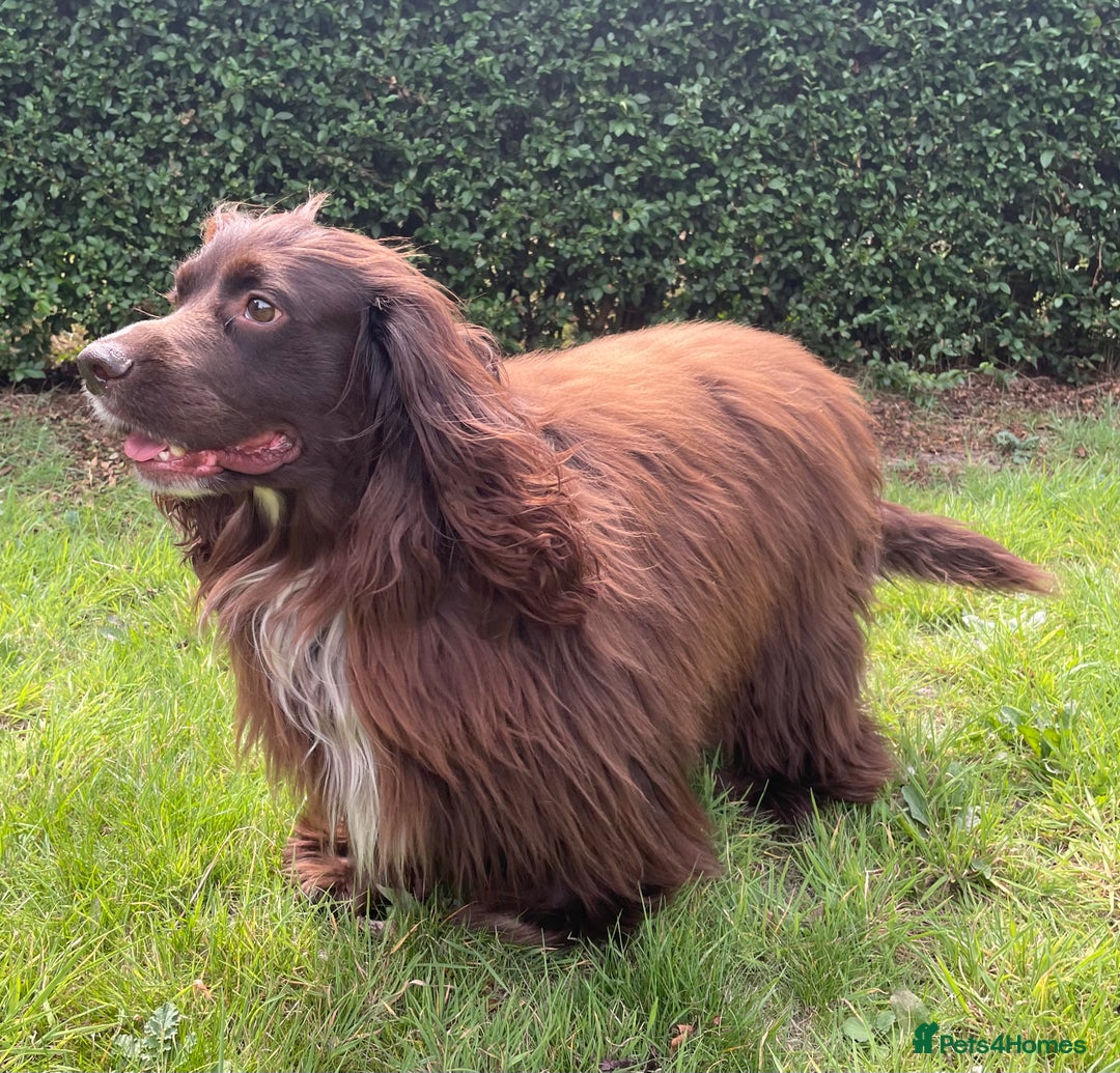 Sprocker dogs for stud: Dexter Sprocker - Image 5