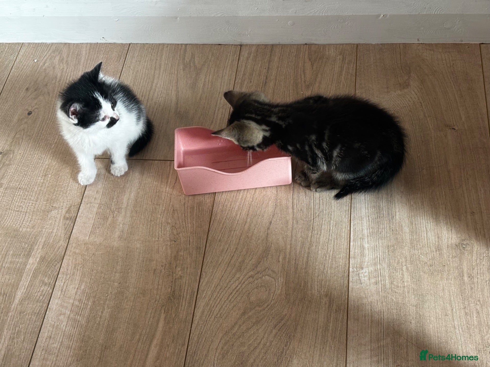 Mixed Breed cats 2 x beautiful male kittens - Advert 3