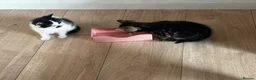 Mixed Breed cats for sale: 2 x beautiful male kittens - Advert 1