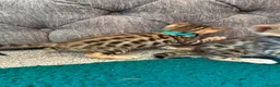 Bengal cats for sale: Amazing Bengal Kittens for sale  - Advert 38