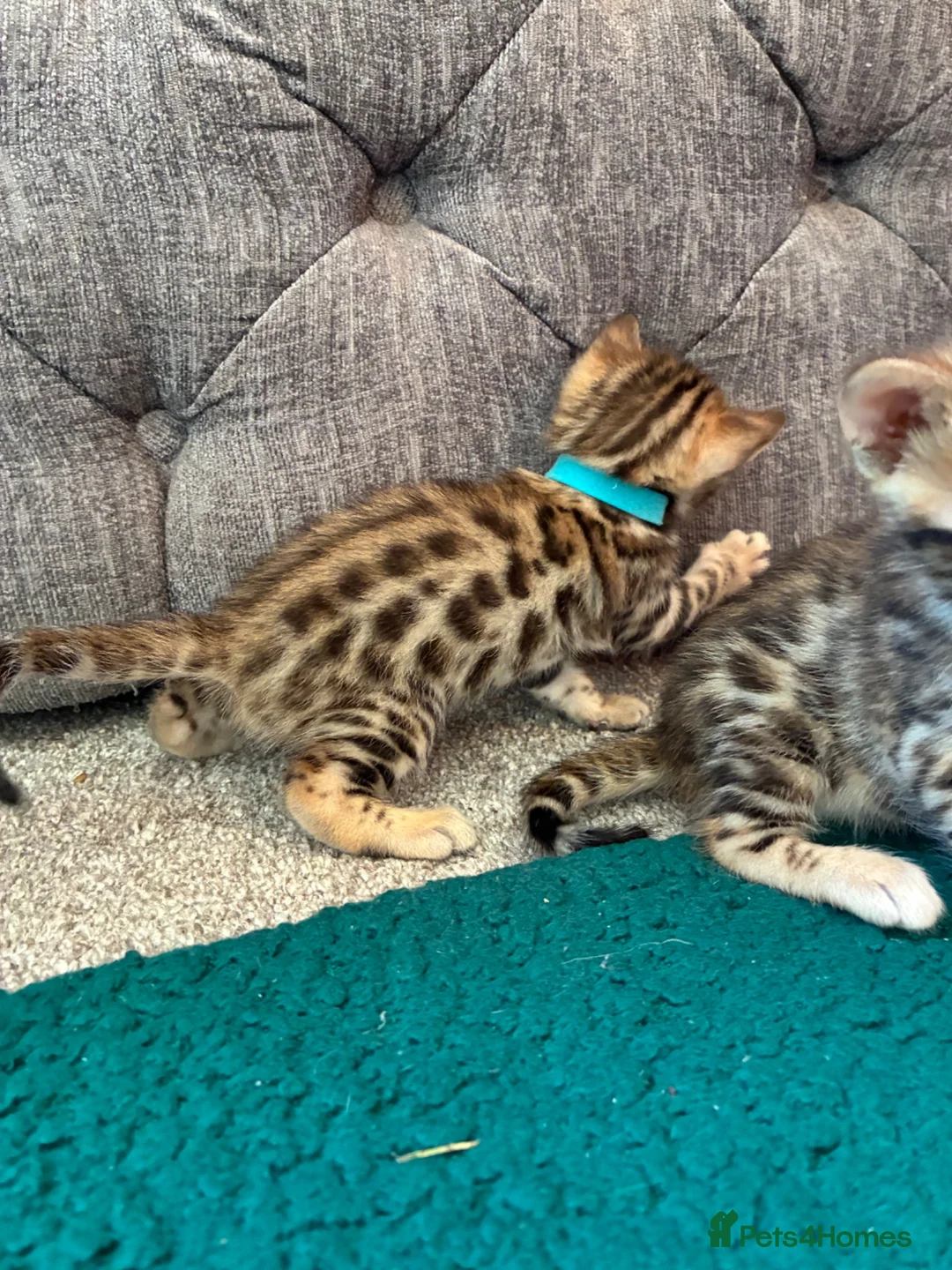 Bengal cats for sale: Amazing Bengal Kittens for sale  - Advert 38
