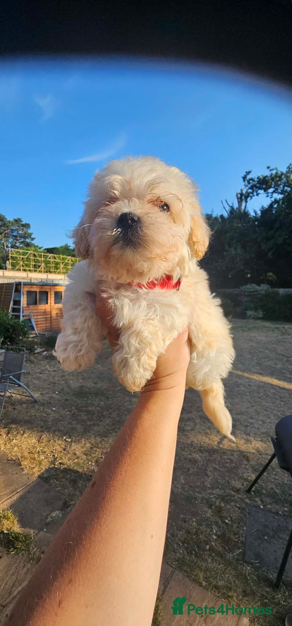 Maltipoo dogs Maltipoo puppies health tested parents  - Advert 2