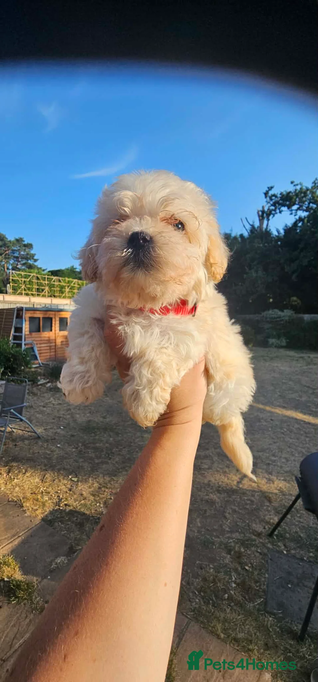 Maltipoo dogs for sale: Maltipoo puppies health tested parents  - Advert 2