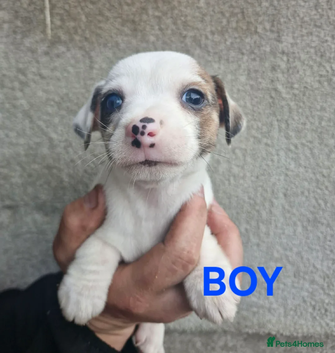 Jack Russell dogs for sale: Jack russels - Advert 1