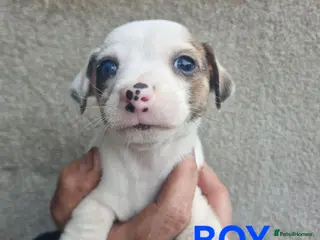 Jack Russell dogs Jack russels - Advert 1