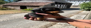 Miniature Dachshund 2
