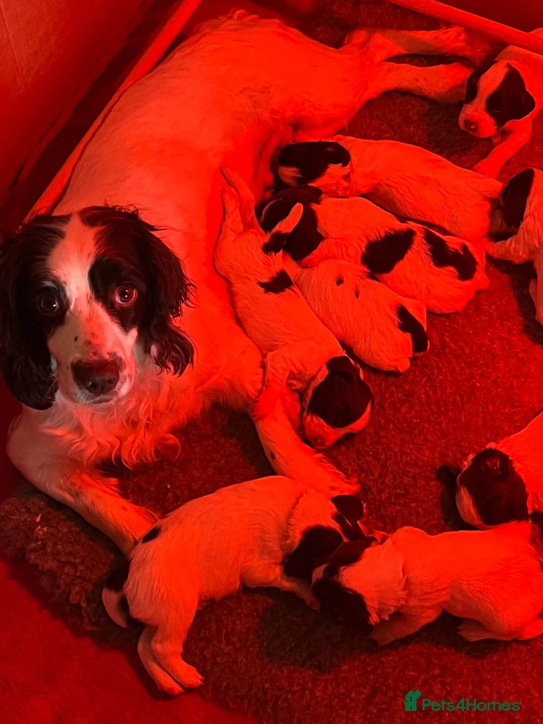 English Springer Spaniel dogs for sale: KC registered English Springer Spaniels - Advert 1
