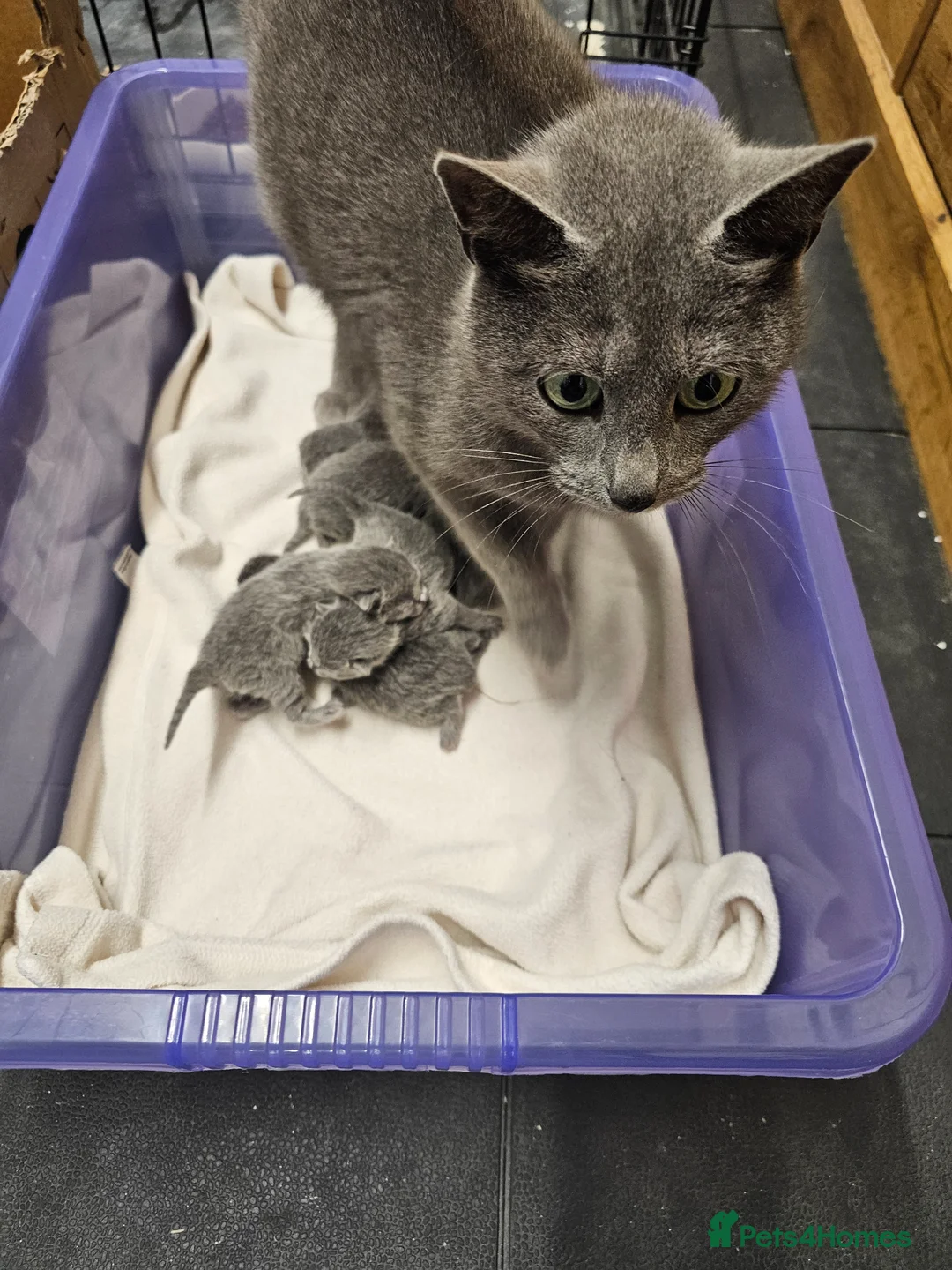 Russian Blue cats for sale: Russian Blue Kittens for Sale - Advert 14