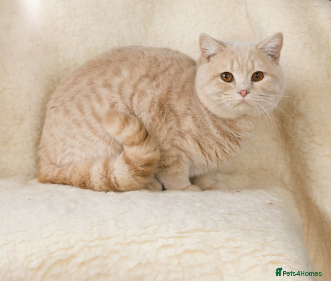 British Shorthair cats for stud: Cream Boy for Stud in Maidstone - Advert 1