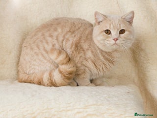 British Shorthair cats Cream Boy for Stud in Maidstone - Advert 14
