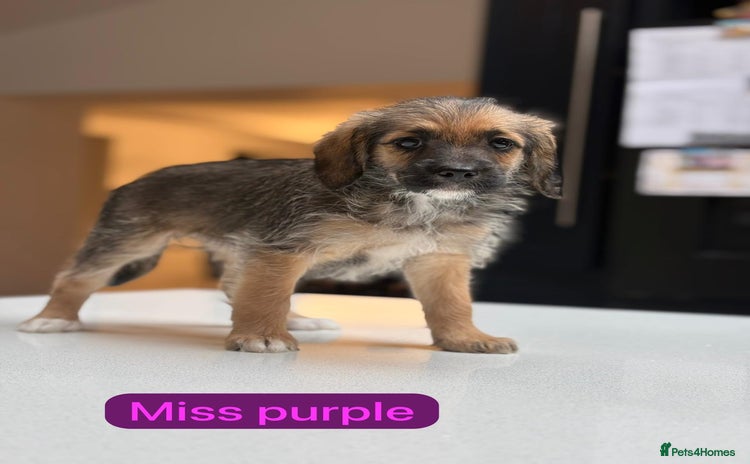 Mixed Breed dogs - Advert 1