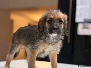 Mixed Breed dogs - Advert 32