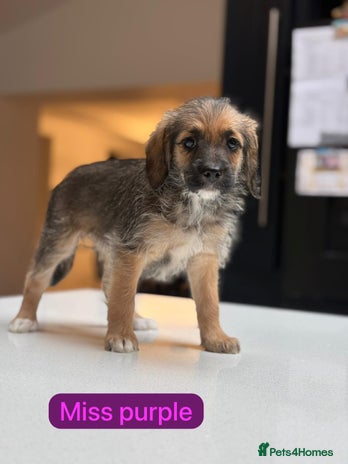 Mixed Breed dogs - Advert 1