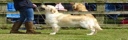 Golden Retriever dogs for stud: Cesarka Golden Retrievers in Conwy - Advert 7