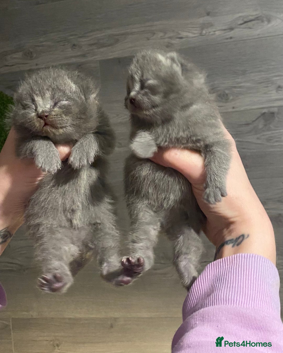 British Shorthair cats for sale: British Shorthair Pedigree Kittens  - Advert 3